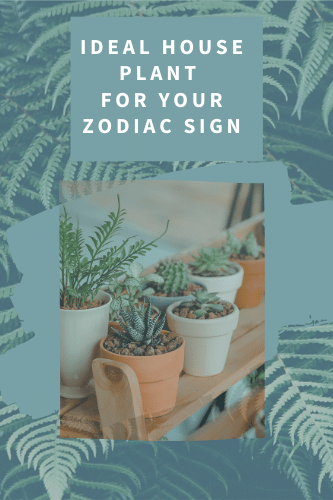 Ideal House Plant For Your Zodiac Sign